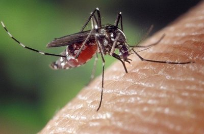 Lo que necesitas saber sobre el mosquito tigre