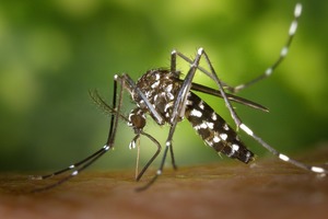 Artículos sobre Mosquitos