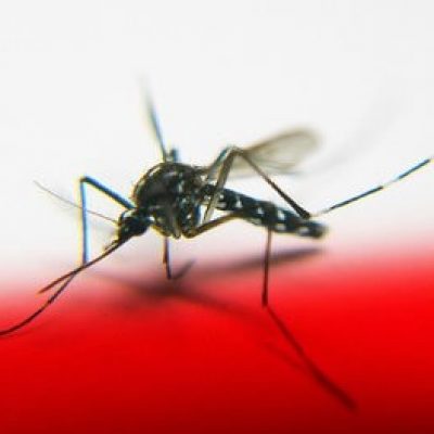 ¿Cuál es el origen de los mosquitos? Toda la verdad