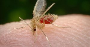 mosquito flebotomo causante de la leishmaniasis