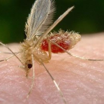 Mosquito leishmaniasis