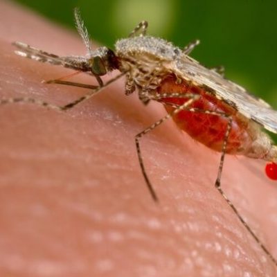 Mosquito malaria