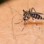 que mosquito trasmite el dengue