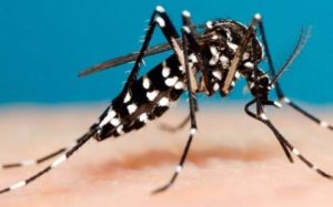 zancudo trasmisor del dengue