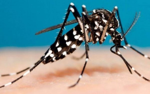 zancudo trasmisor del dengue